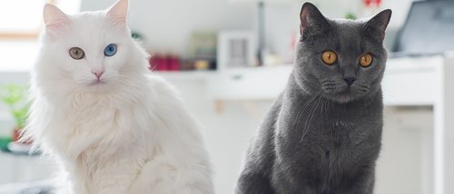 Diferencias entre un gato Persa y un gato de Angora