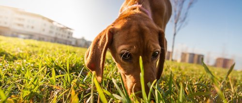 Juegos de olfato para perros: tipos y beneficios
