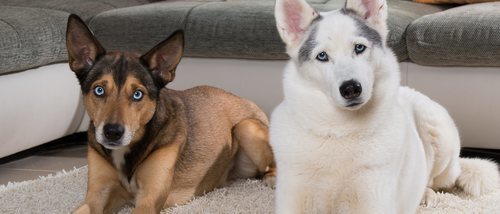 Infección de orina en perros: Síntomas y tratamiento
