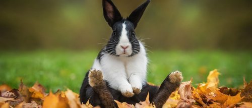 Cómo es el celo en los conejos macho y hembra