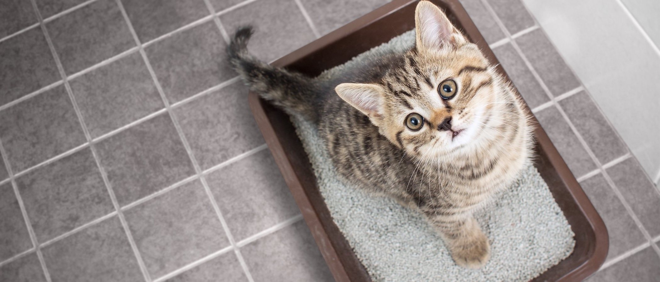 Infección de orina en gatos: Síntomas y tratamientos