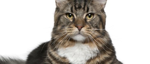 Demencia senil en gatos: síntomas y tratamientos