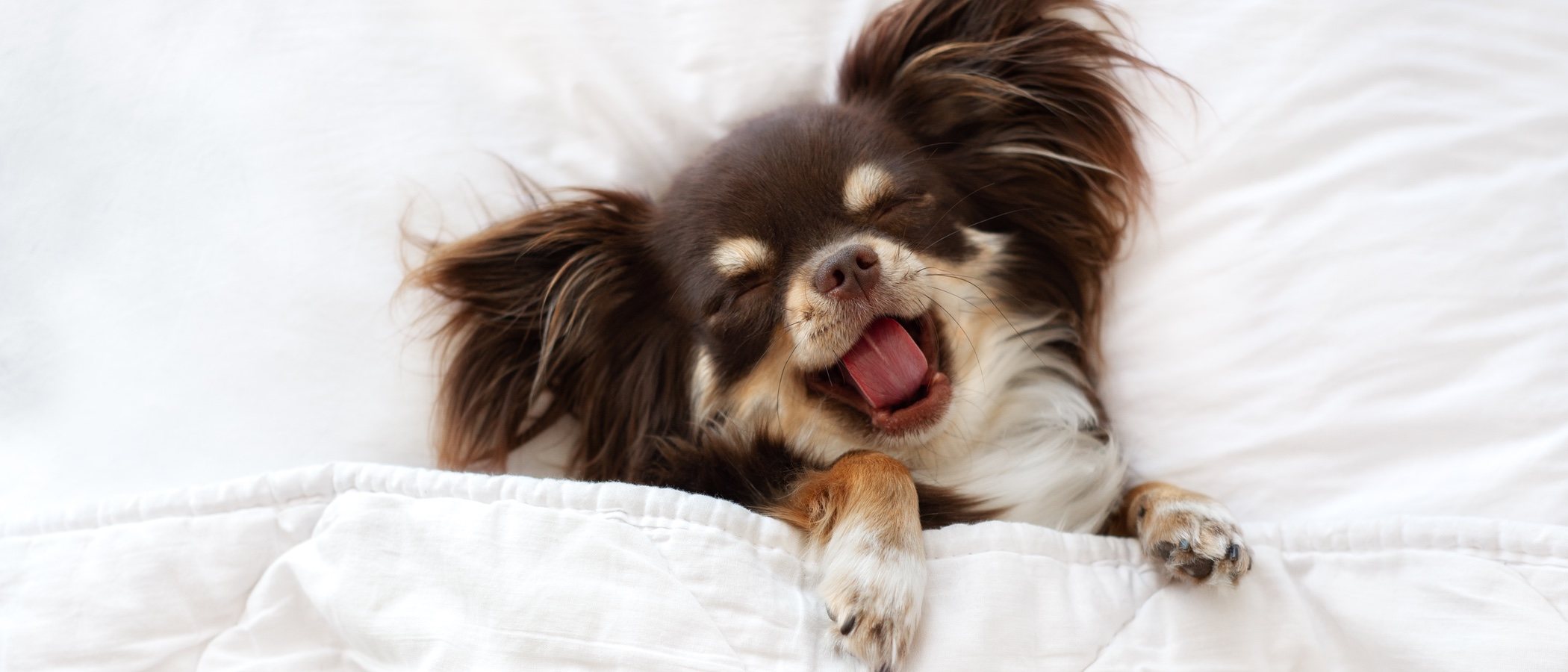 ¿Los perros sueñan con sus dueños?