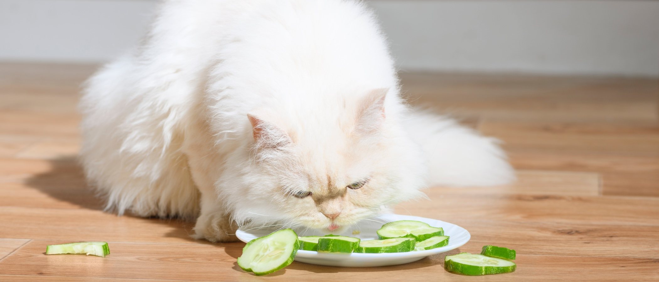 Frutas y verduras que pueden comer los gatos