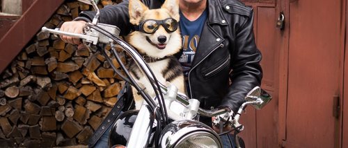 Cómo viajar con los perros en moto