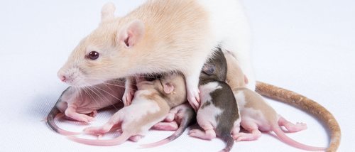 ¿Cómo se produce la reproducción de las ratas y ratones?