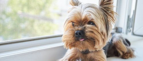Hidrocefalia en perros: Todo sobre esta patología