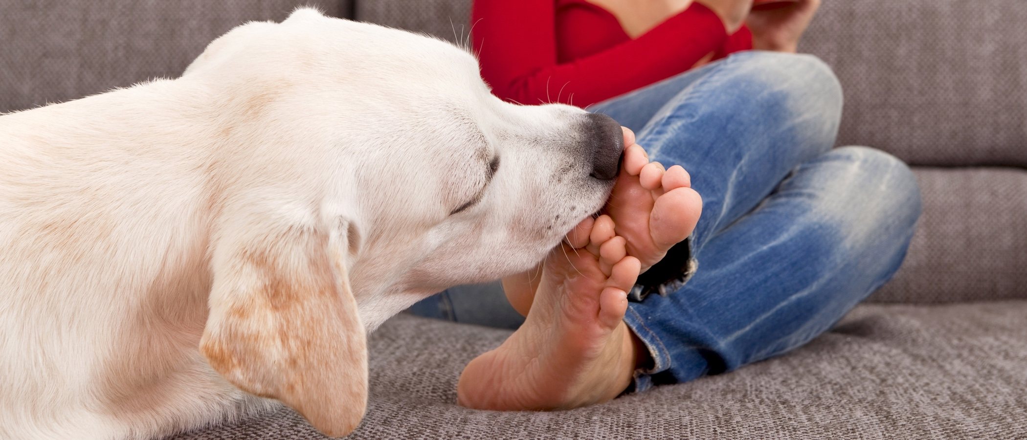Ciencias Sociales Etapa un acreedor Por qué mi perro me lame los pies? - Bekia Mascotas