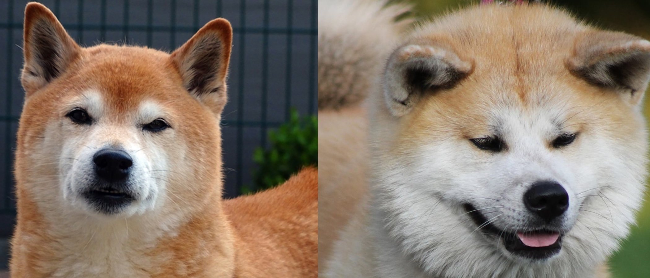 Diferencias entre Shiba Inu y Akita Inu Bekia Mascotas