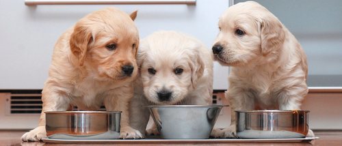 La importancia de la alimentación en perros cachorros