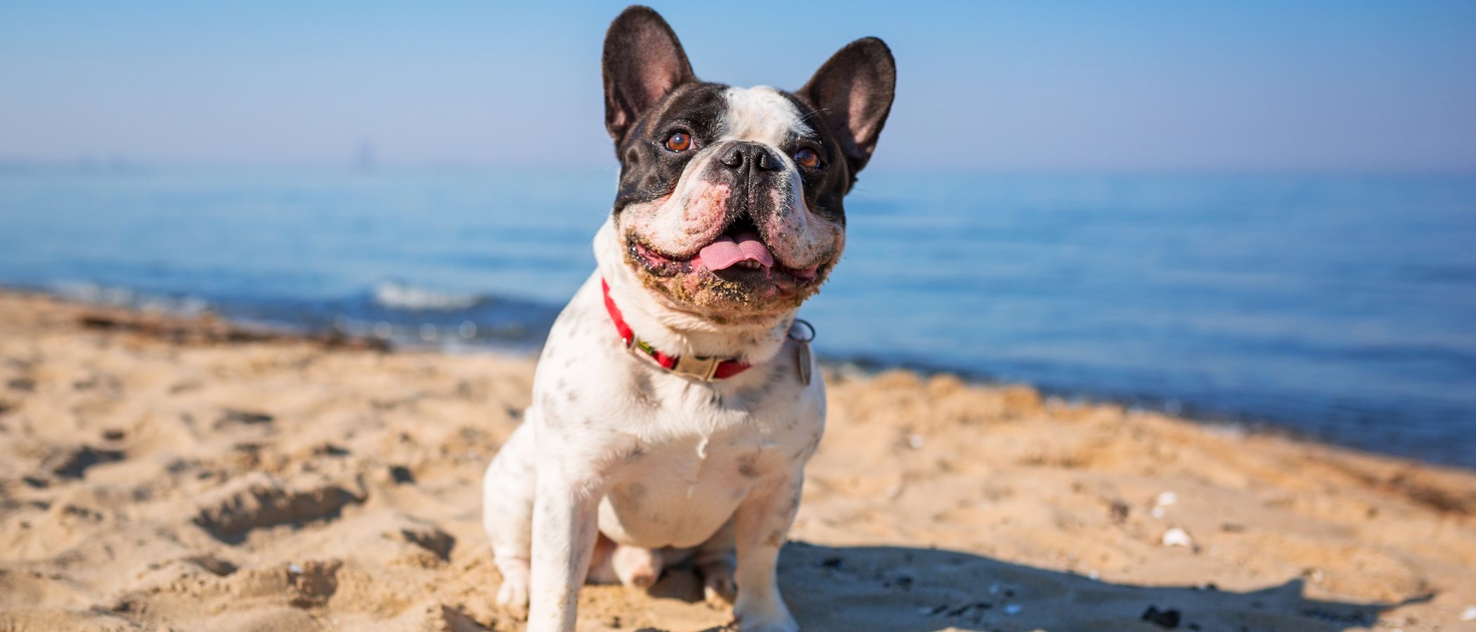 Perros y playas: normativa vigente