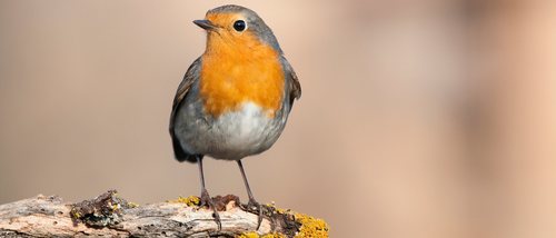 El lenguaje corporal de las aves: conoce lo que dice tu mascota
