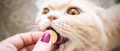 Medicamentos terminantemente prohibidos para gatos