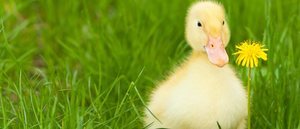 Problemas de salud en patos: todo lo que necesitas saber