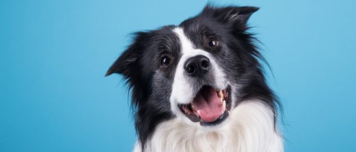 Medicamentos terminantemente prohibidos para perros