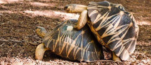 Cómo se reproducen las tortugas domésticas: de tierra y de agua dulce