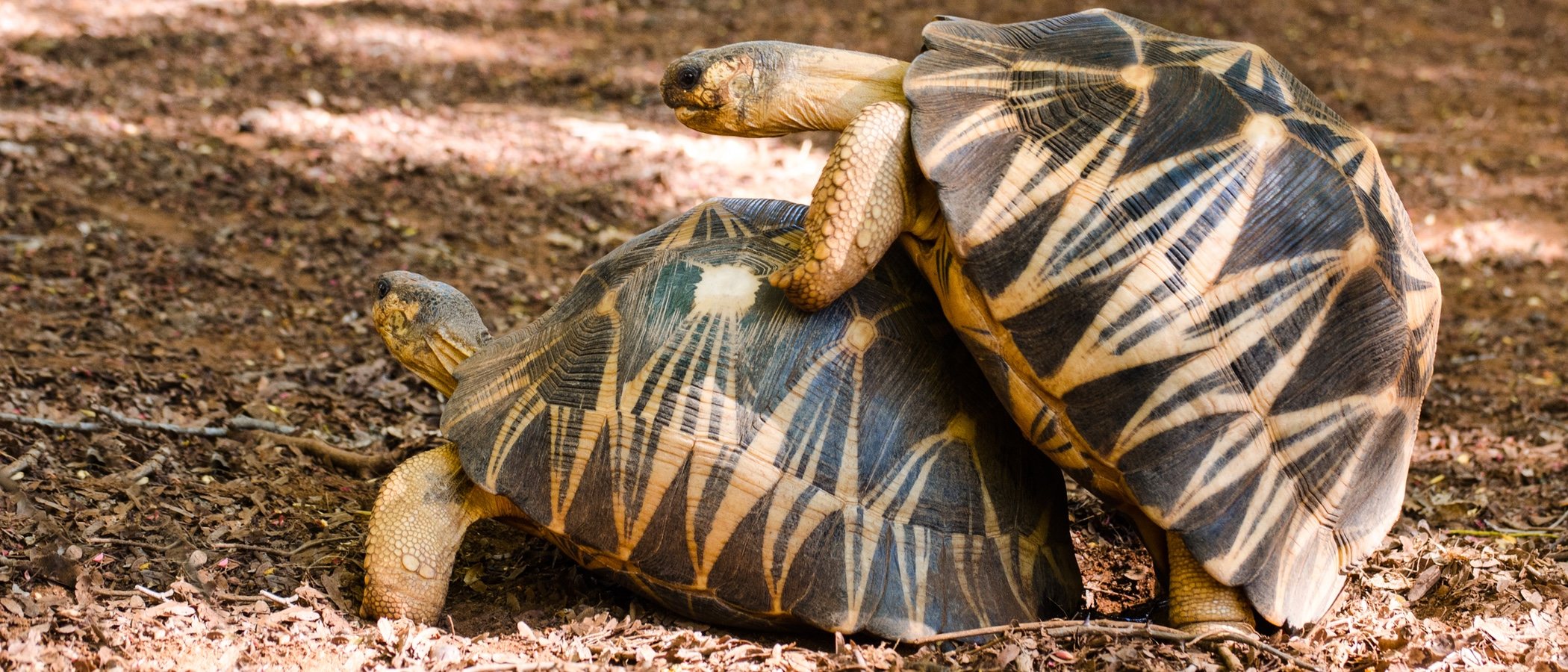 Cómo se reproducen las tortugas domésticas: de tierra y de agua dulce -  Bekia Mascotas