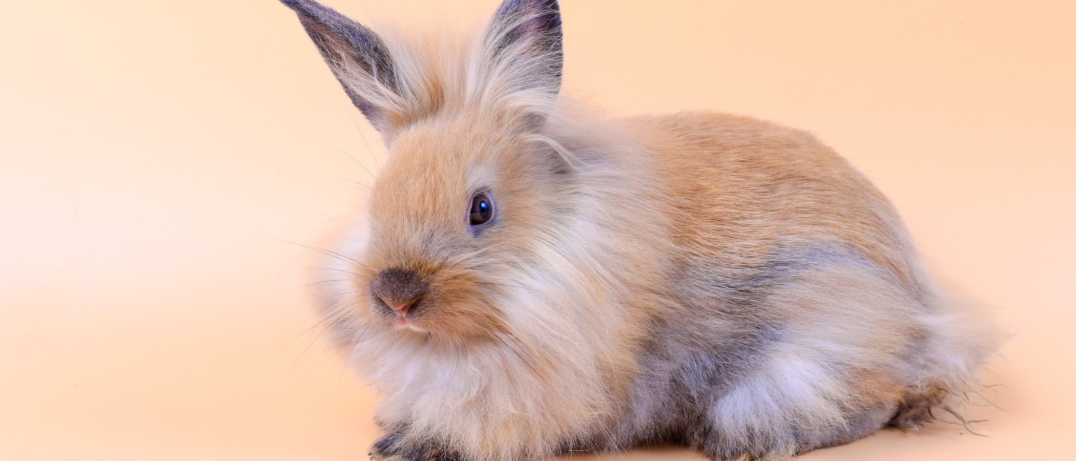 Estreñimiento en conejos: causas y formas de solucionarlo