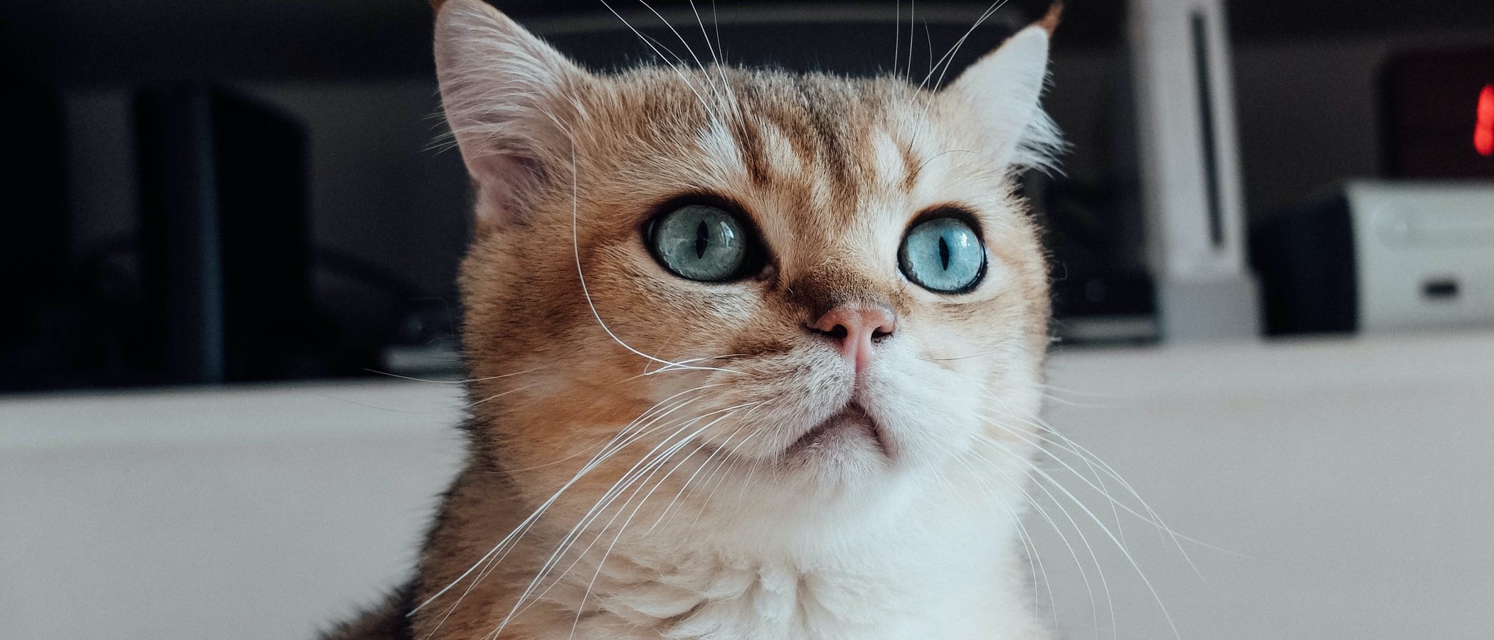 nicotina plan de estudios Expansión Enfermedades oculares en gatos - Bekia Mascotas