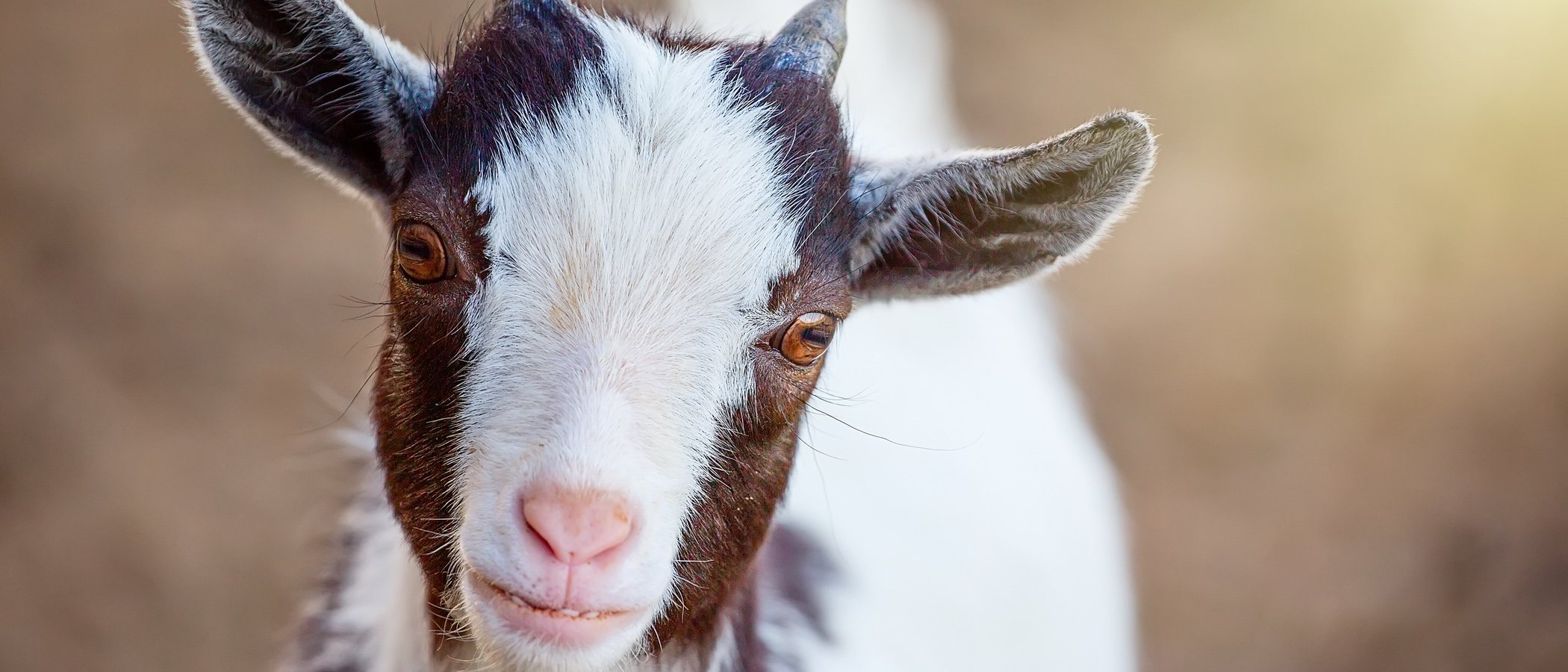 La cabra enana: un animal adorable que se puede tener como mascota