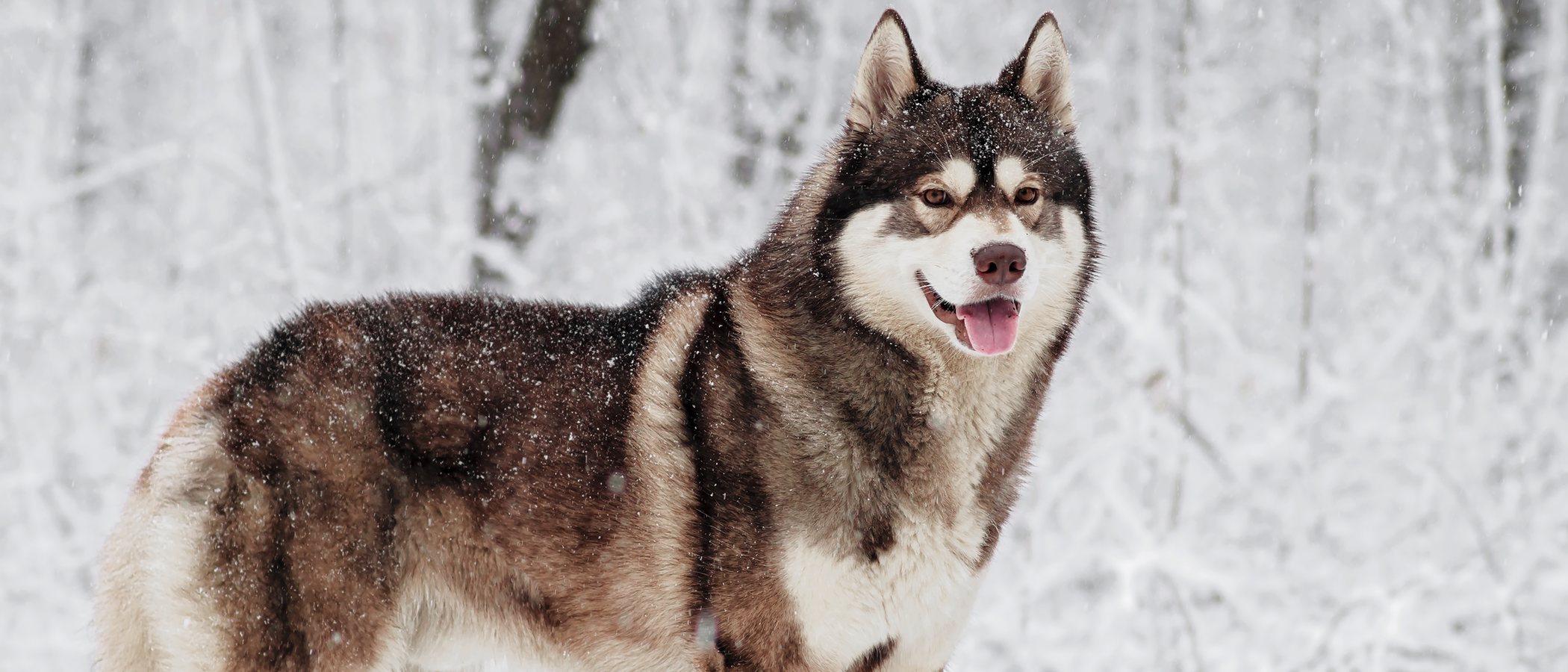 8 curiosidades sobre el Husky siberiano