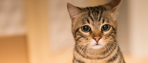 Bolas de pelo en gatos: ponle solución