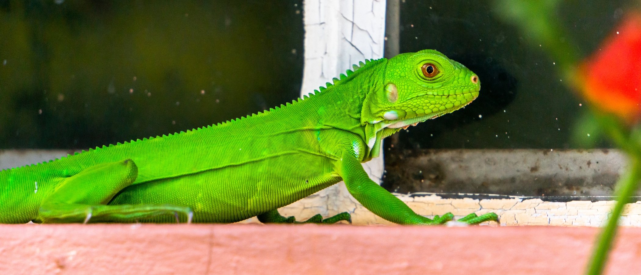 Iguanas bebé: la alimentación correcta