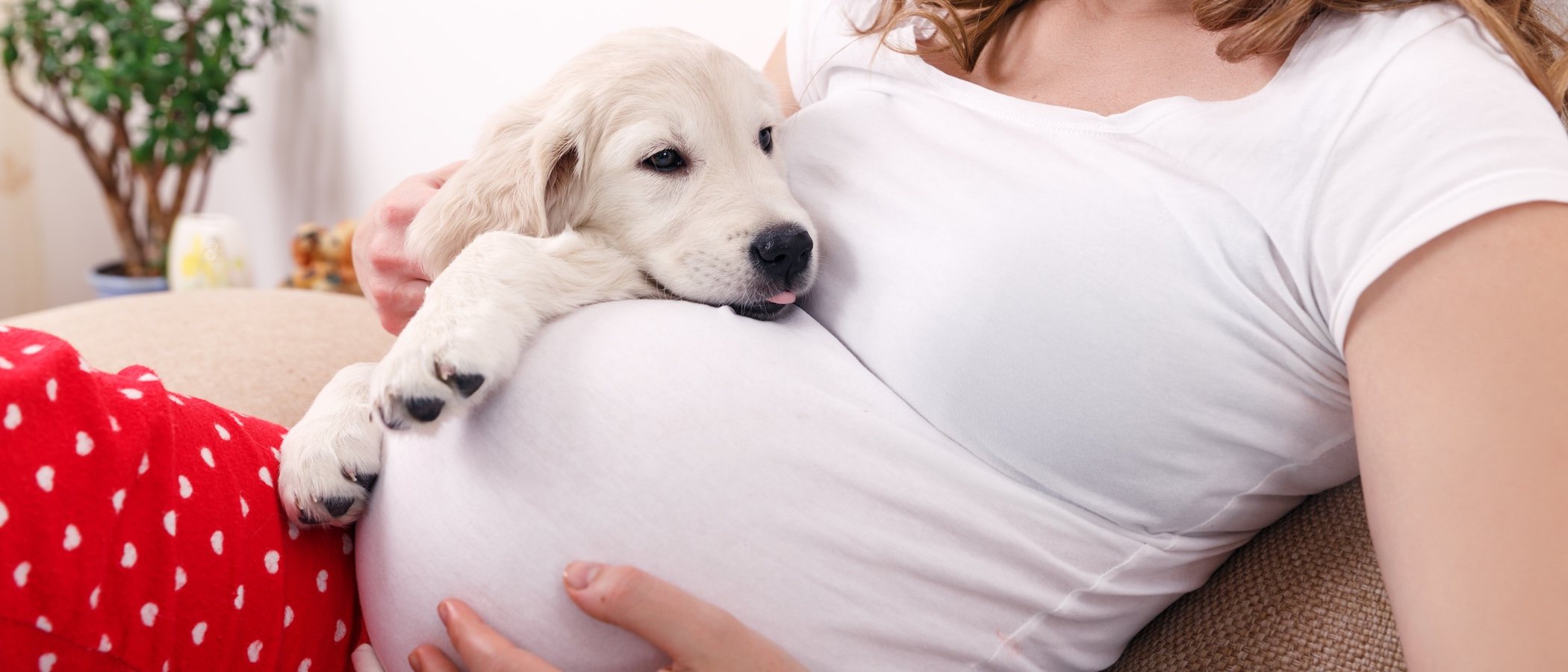 Tener un perro durante el embarazo: todas las ventajas que conlleva