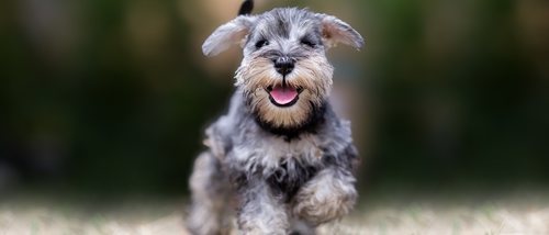 10 curiosidades sobre la raza de perro Schnauzer