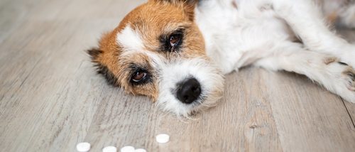 Síntomas de envenenamiento en perros: primeros auxilios