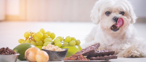 Alimentos y productos que pueden causar envenenamiento a los perros