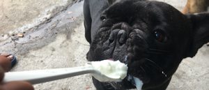 Yogur para perros: beneficios y aspectos a tener en cuenta