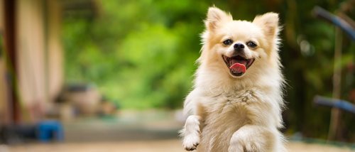 Insuficiencia renal en perros: todo lo que hay que saber
