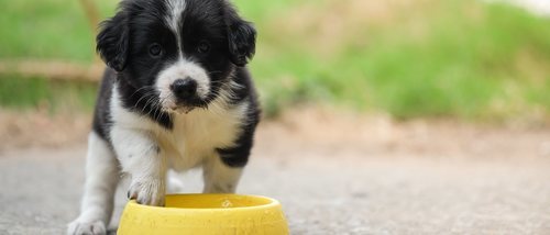Cuánta agua debe tomar un perro al día