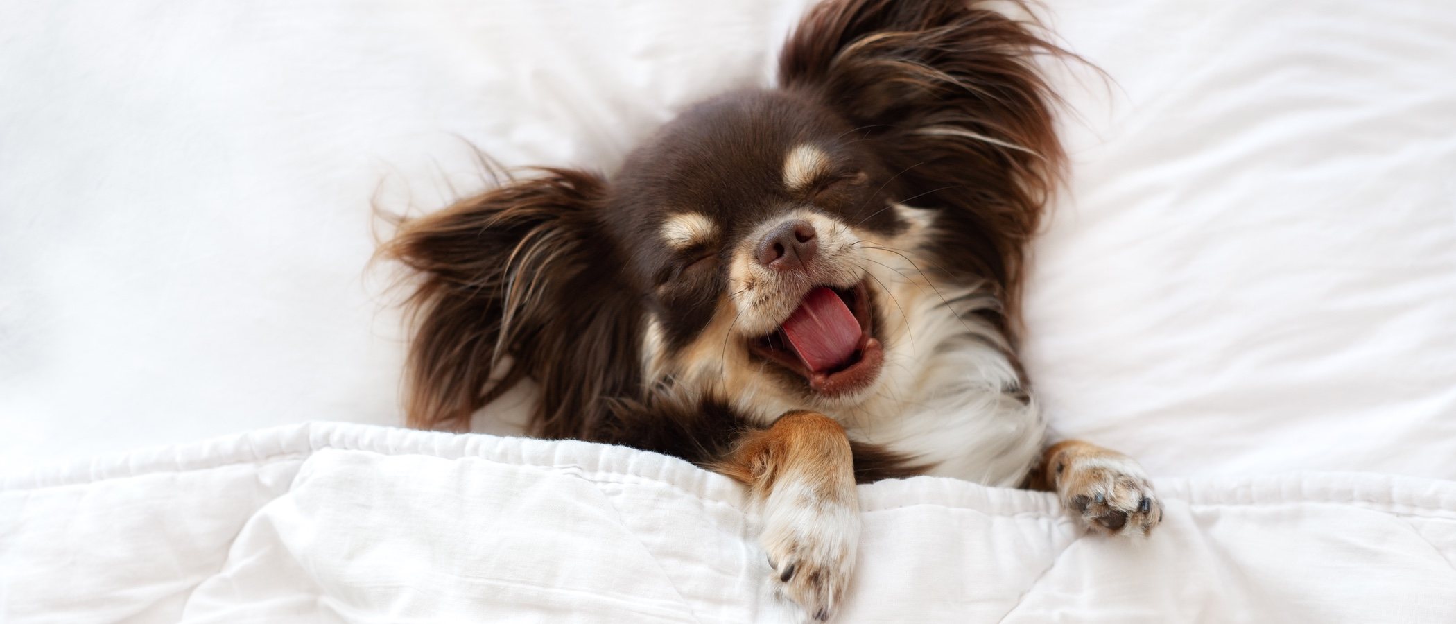 Posturas de los perros cuando duermen: qué significan