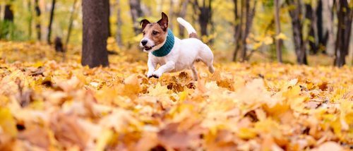 Cómo cuidar a tu perro en otoño: cuidados específicos