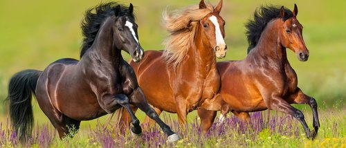 El lenguaje corporal de los caballos