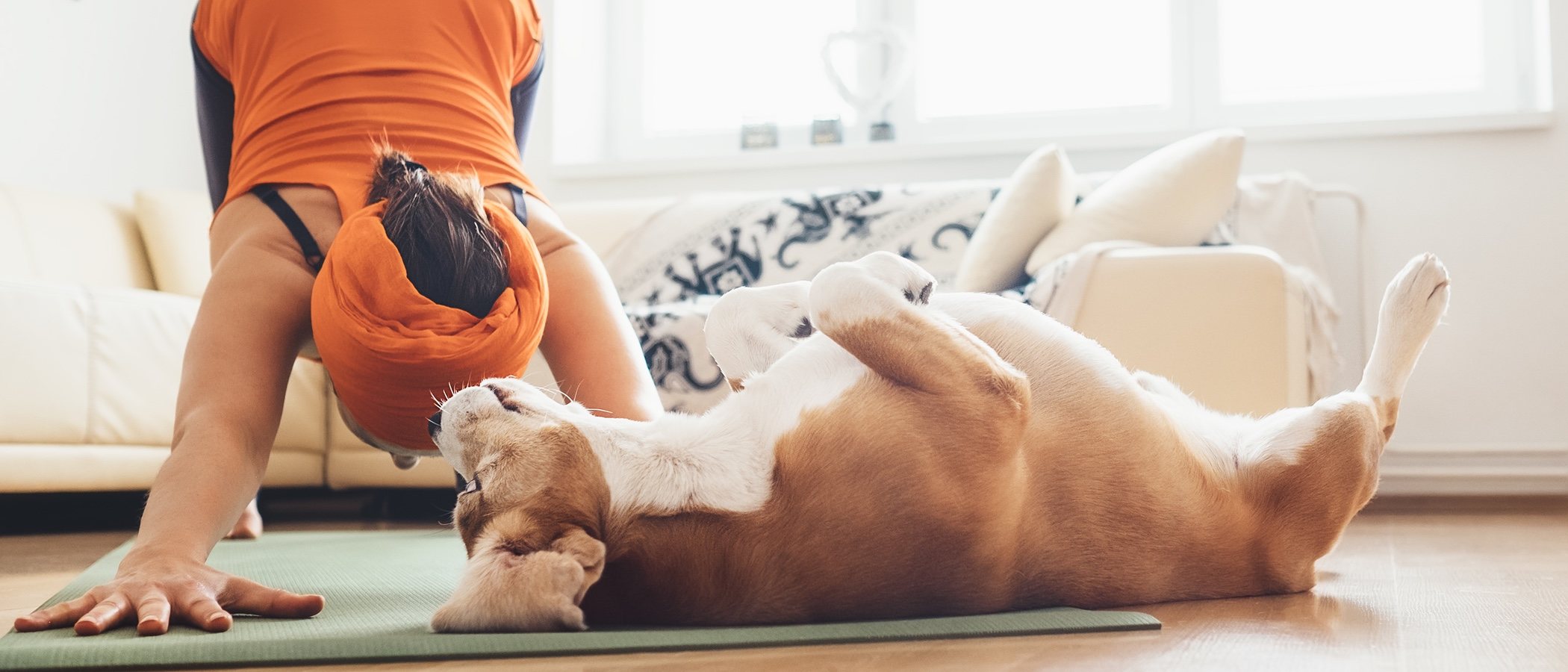Doga: descubre el yoga para perros