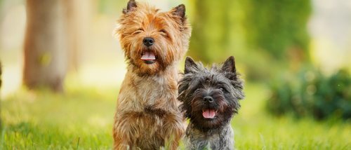 Razas de perro: Cairn Terrier