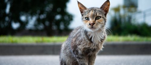 Anorexia en gatos: todo lo que necesitas saber