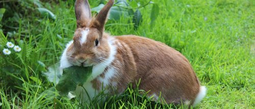 Primeros auxilios en conejos: un simple gesto puede salvarle la vida