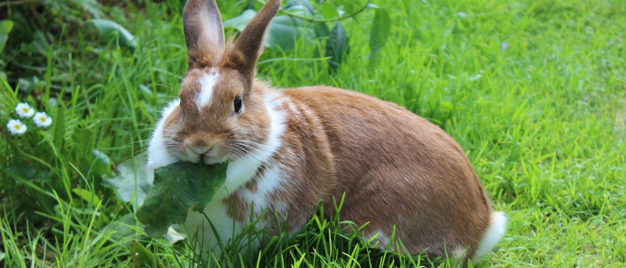 Primeros auxilios en conejos: un simple gesto puede salvarle la vida -  Bekia Mascotas