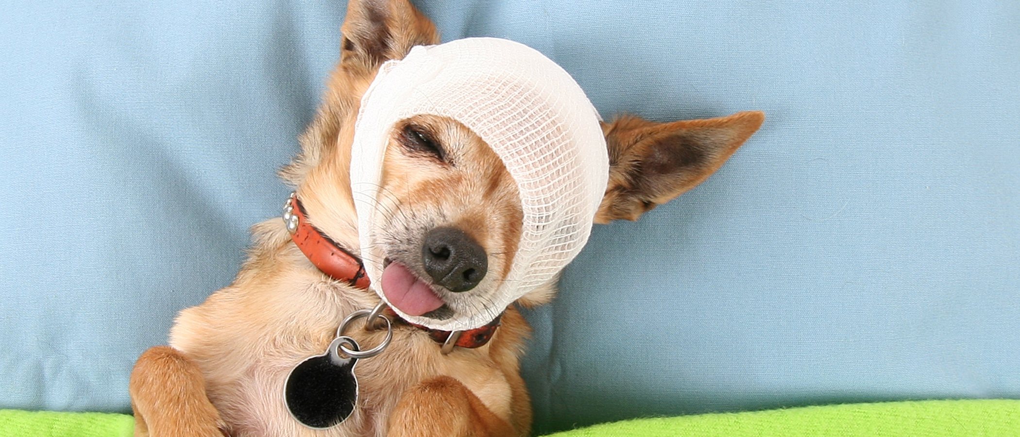 ¿Cómo curarle una herida a tu perro?