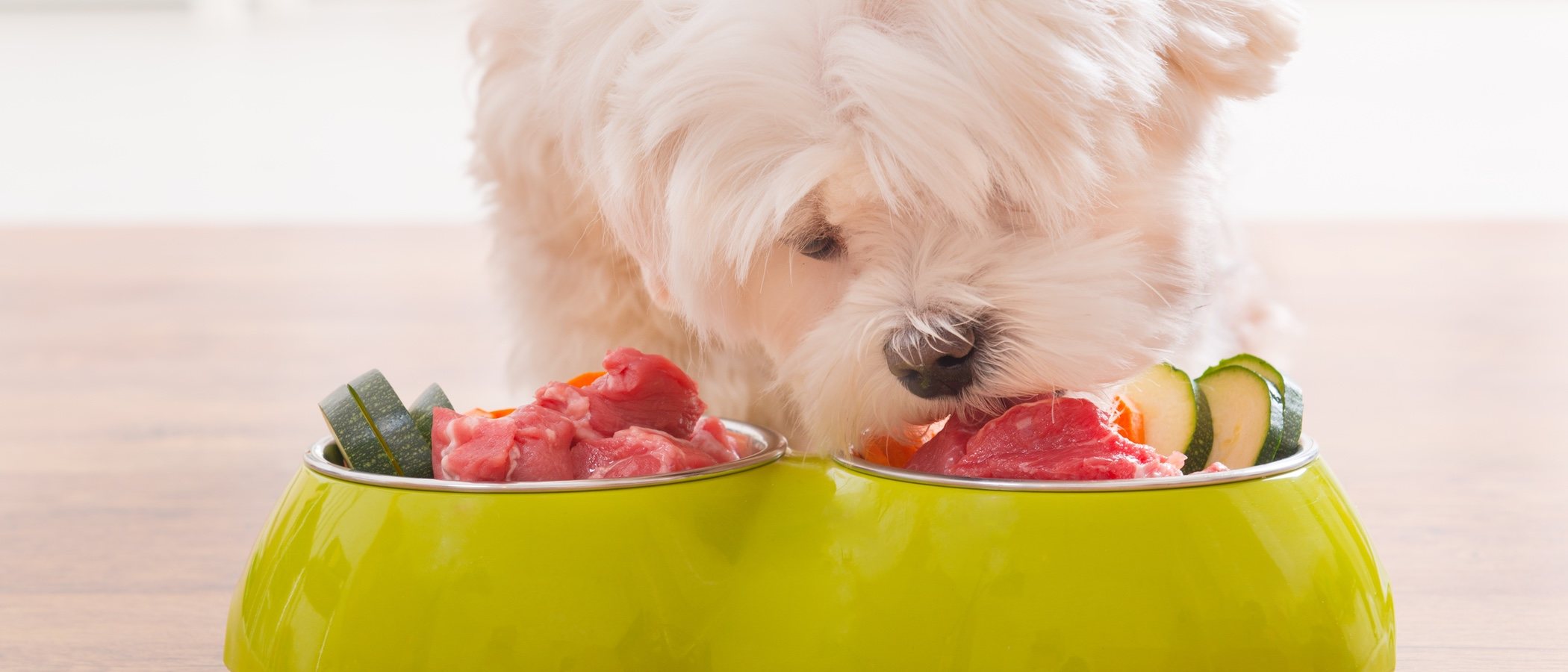 Carbohidratos en la alimentación para perros