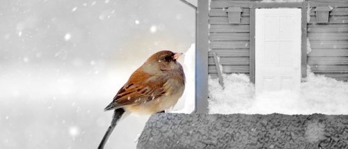 Cómo proteger a tu ave del frío: trucos y consejos
