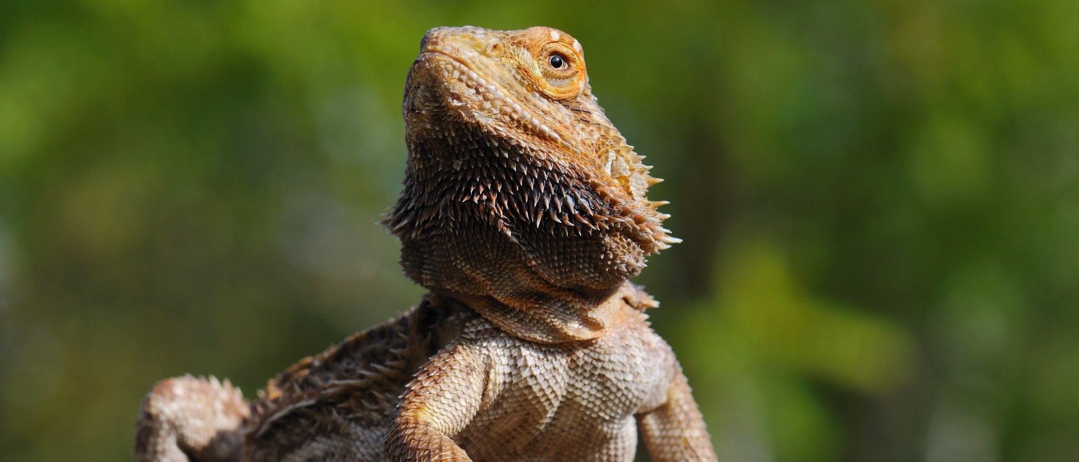 Pogona o dragón barbudo: conoce todo sobre este reptil