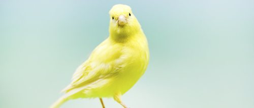 Tener un pájaro suelto en casa: trucos y precauciones