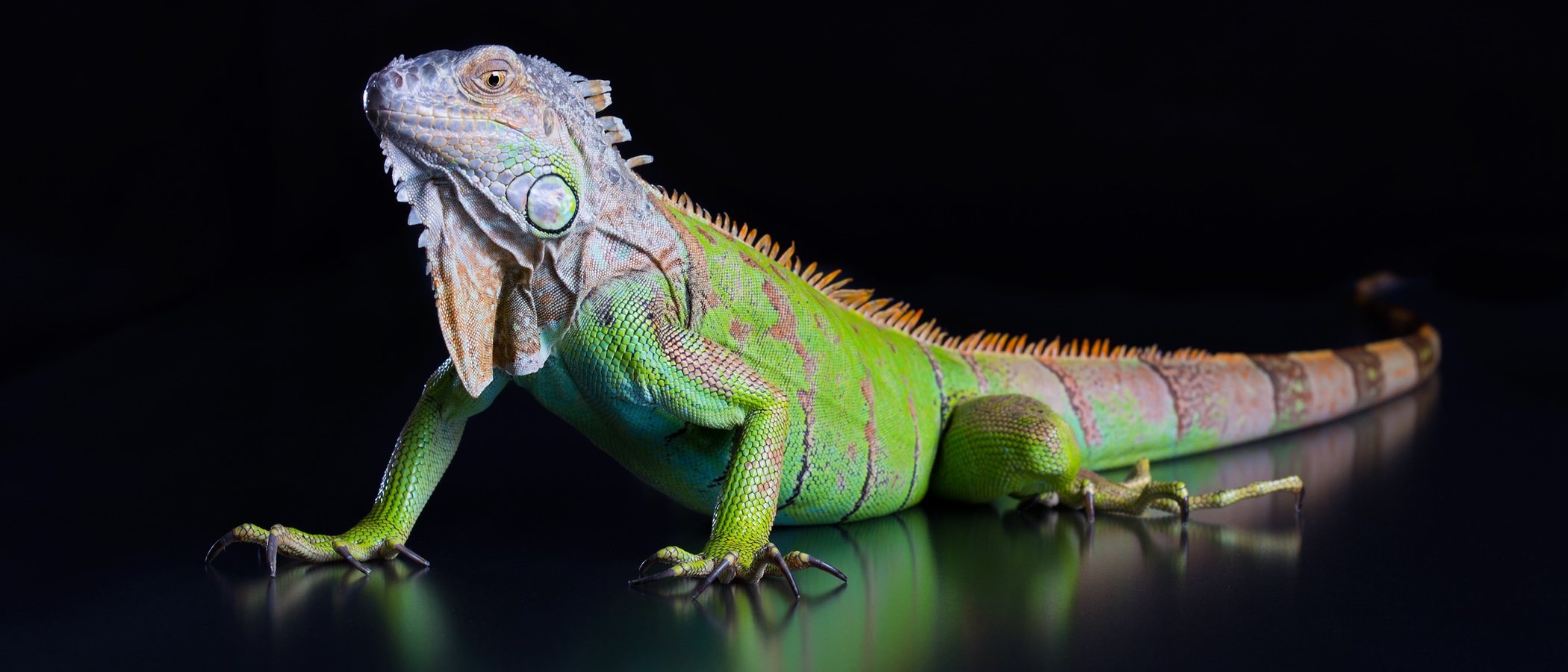 Hipotermia en reptiles: ¿qué debes hacer?
