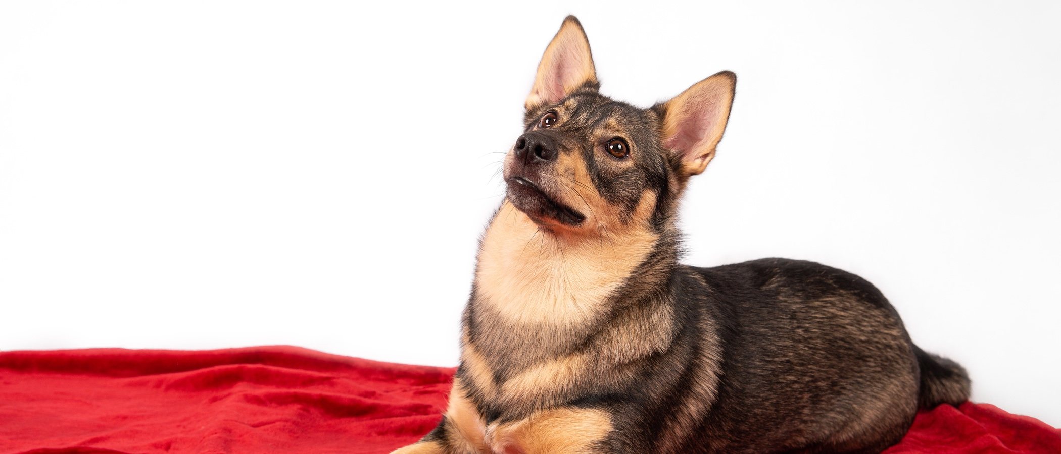 Vallhund sueco: conoce todo sobre esta raza de perro