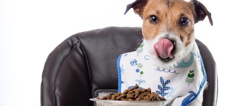 Errores en la alimentación de los perros